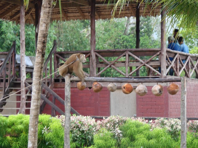 Бангкок- Пхукет- Бангкок ноябрь 2007.