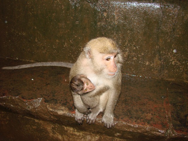 Бангкок- Пхукет- Бангкок ноябрь 2007.