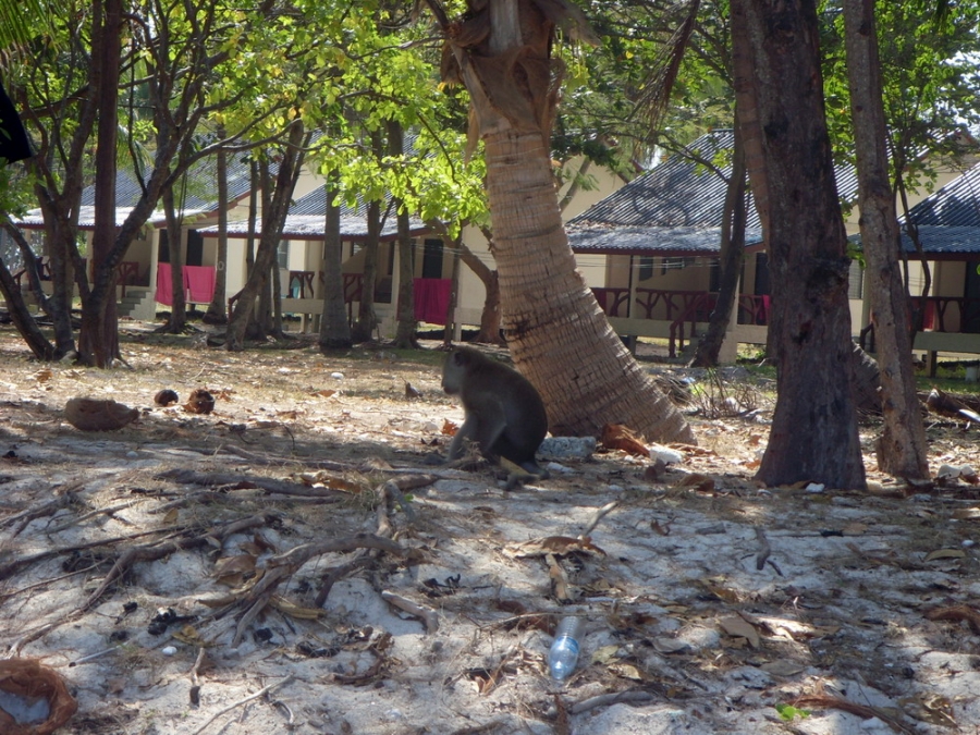 В первый раз БКК-Самуи-Краби-ПиПи-Пукет/февраль2009.