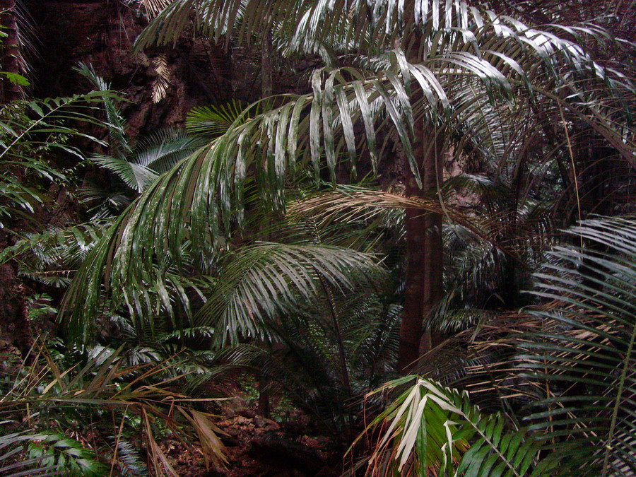 В первый раз БКК-Самуи-Краби-ПиПи-Пукет/февраль2009.