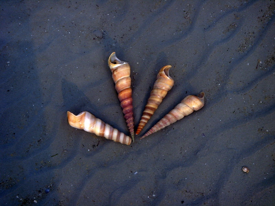 В первый раз БКК-Самуи-Краби-ПиПи-Пукет/февраль2009.