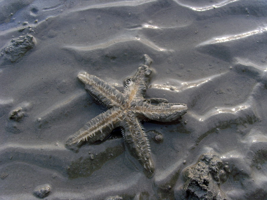 В первый раз БКК-Самуи-Краби-ПиПи-Пукет/февраль2009.