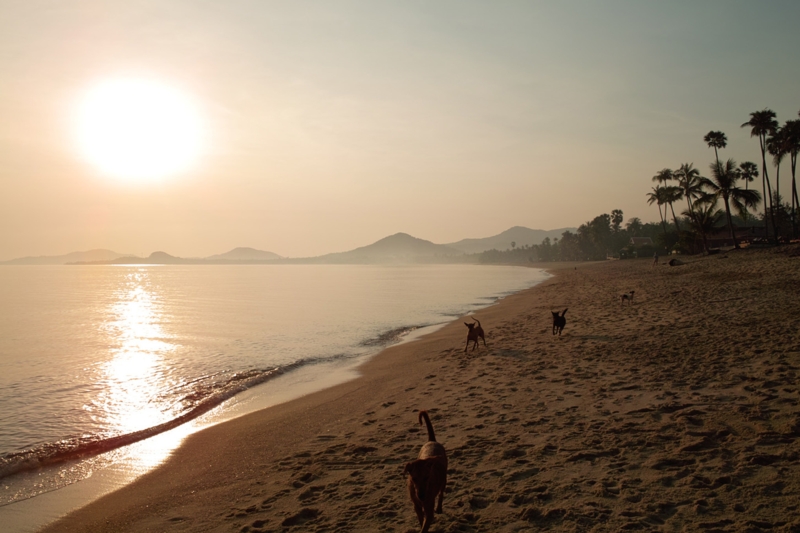 Остров Samui on-line (12.01.2009 - 05.05.2009)