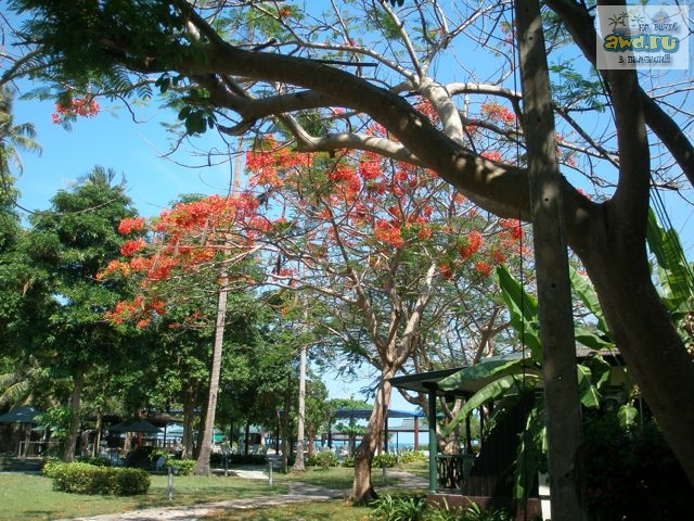 Samui Orchid Resort - Koh Samui