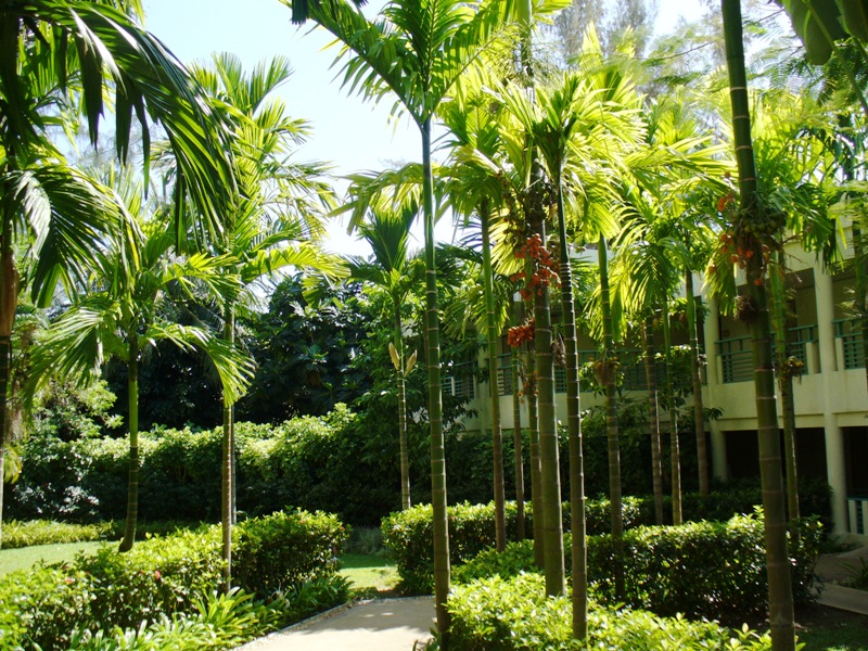 ПТТ-Чанг-БКК (+ немного фото из прошлых поездок) ПТТ-Чанг-БКК (+ немного фото из прошлых поездок)