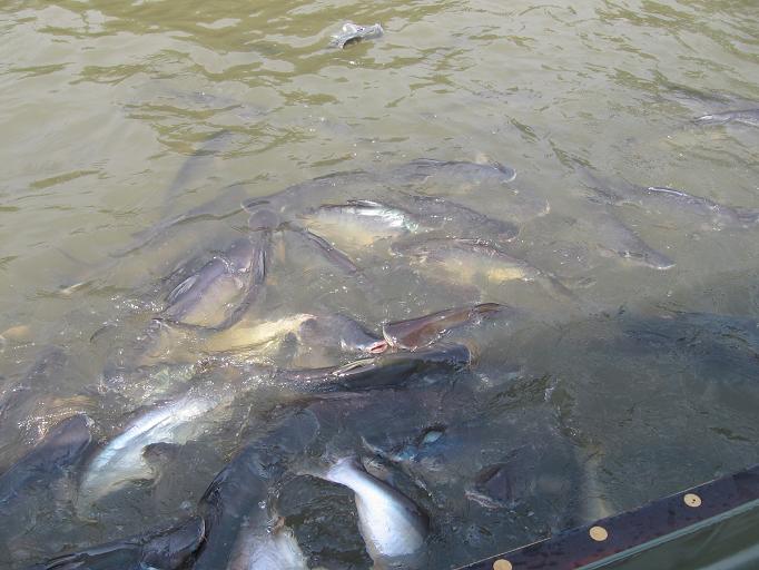 Свадебное путешествие и первая самостоятельная поездка в Тай