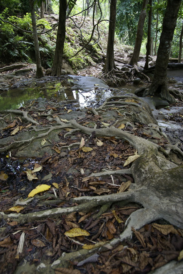 Таиланд 2008: джунгли и море