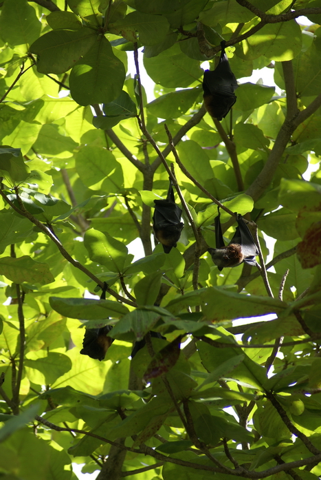 Таиланд 2008: джунгли и море