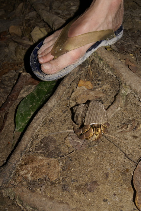 Таиланд 2008: джунгли и море