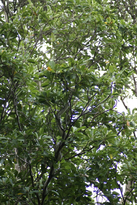 Таиланд 2008: джунгли и море