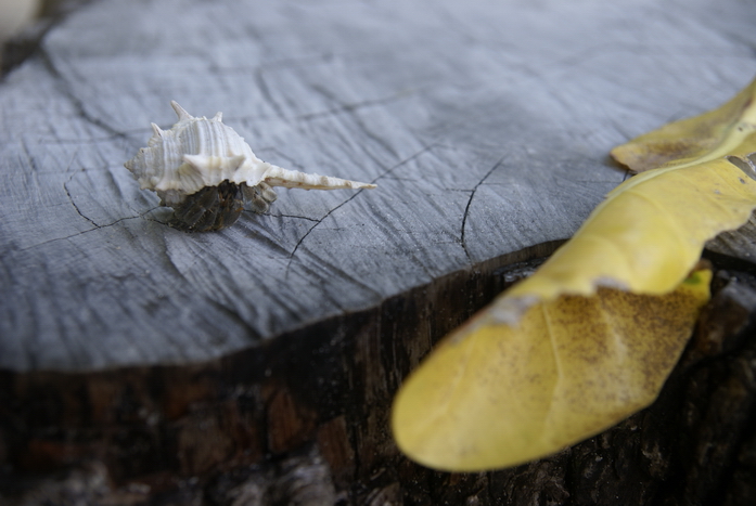 Таиланд 2008: джунгли и море