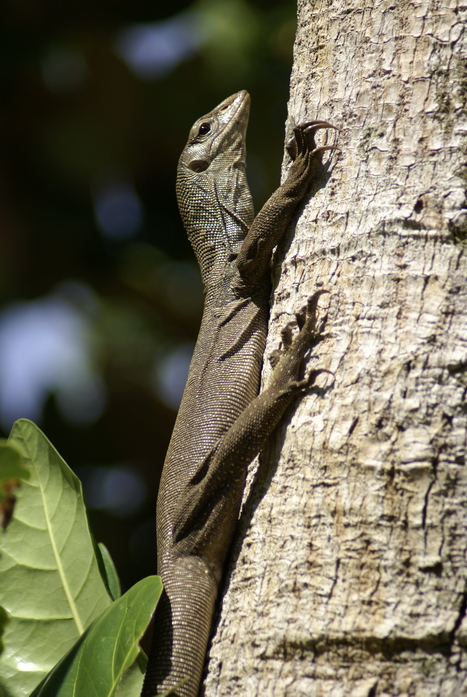 Таиланд 2008: джунгли и море