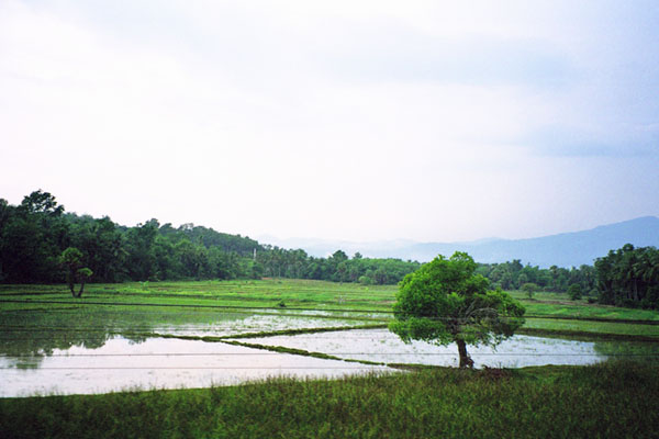 Несколько фоток юга Таиланда из окна поезда