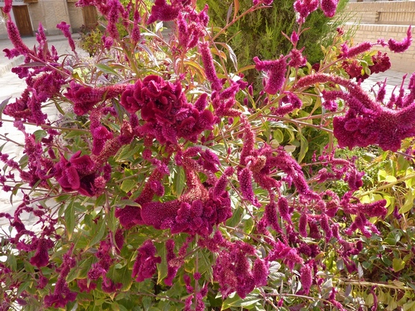 Нежность и красота: цветочки-ягодки в фотографиях