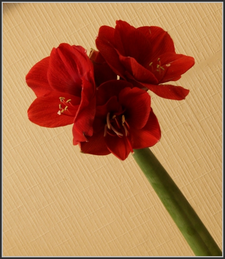 Нежность и красота: цветочки-ягодки в фотографиях