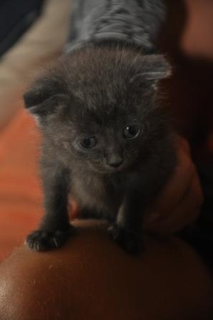 Поговорим о Кошках 12