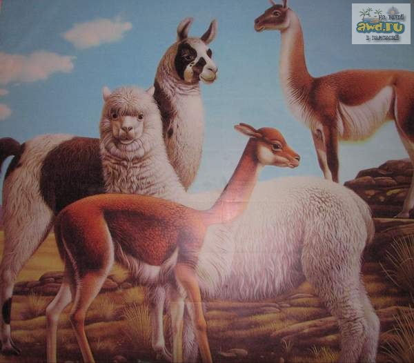 Лирическое повествование о поездке в Перу - Еl Dorado