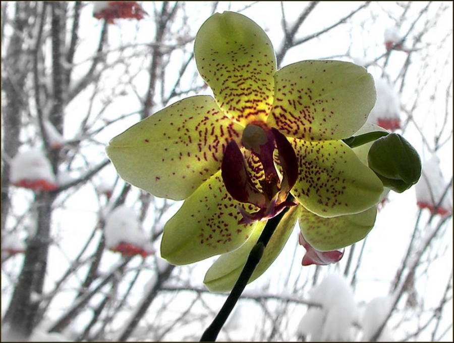 Нежность и красота: цветочки-ягодки в фотографиях