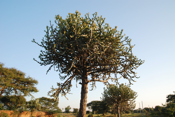 Мьянма - прекрасная жопа мира! (много  букв и картинок)