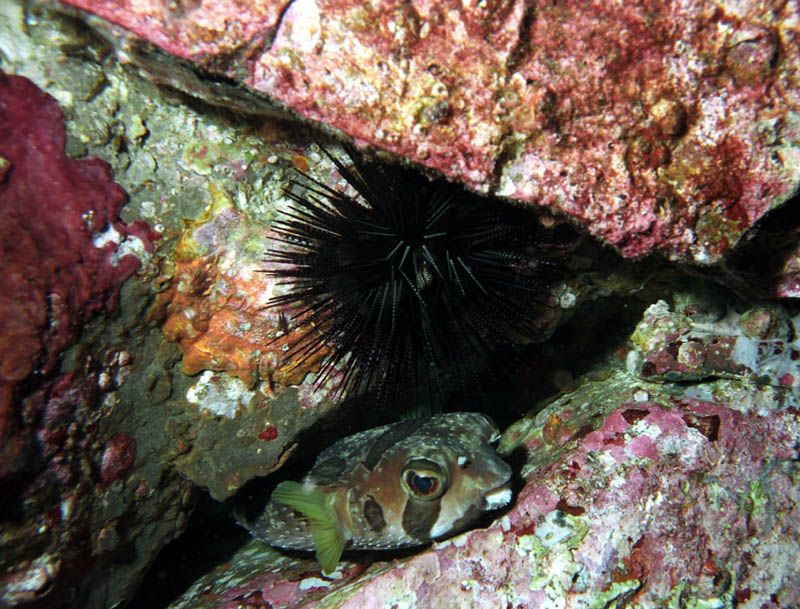 Погружения в бирманских территориальных водах в декабре 2007