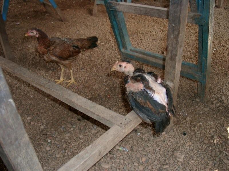 Как я не собирался в Бирму,и что из этого вышло... (трафик!) Как я не собирался в Бирму,и что из этого вышло... (трафик!)
