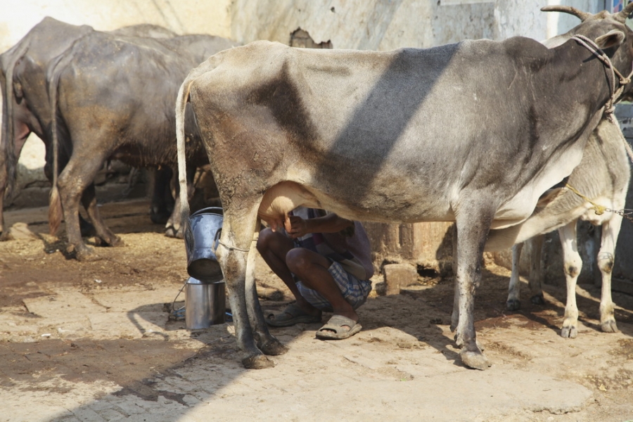 Индия. Там, где нет золотой середины. Индия. Там, где нет золотой середины.