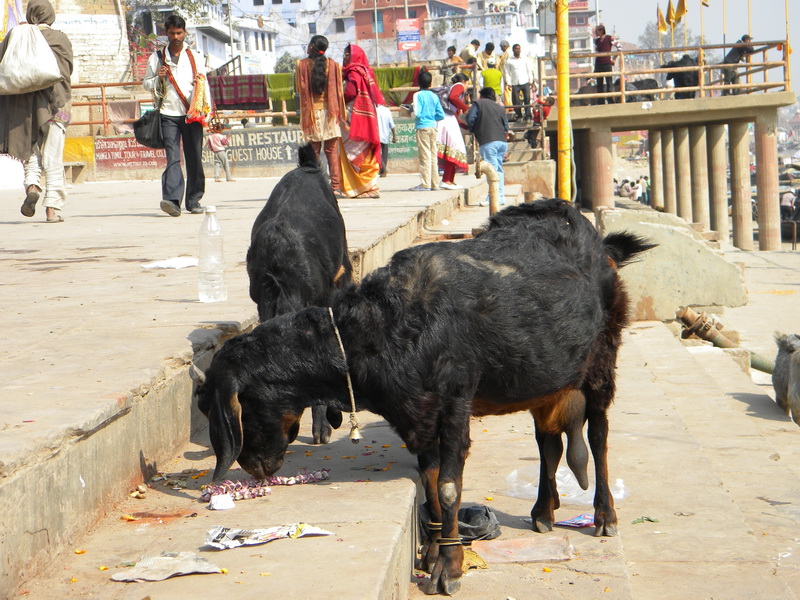 Индия. Там, где нет золотой середины.