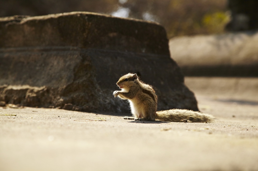 Индия. Там, где нет золотой середины. Индия. Там, где нет золотой середины.
