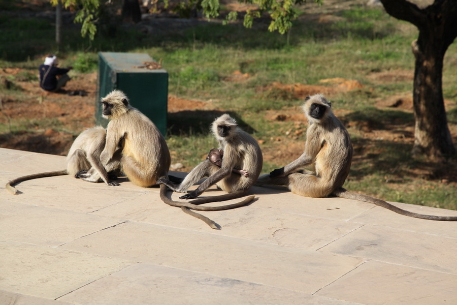 Индия. Там, где нет золотой середины. Индия. Там, где нет золотой середины.