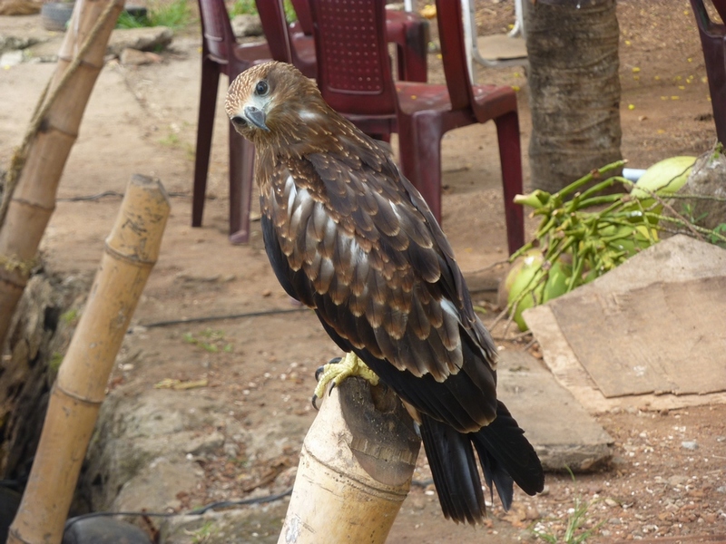 Птицы в фотографиях из путешествий