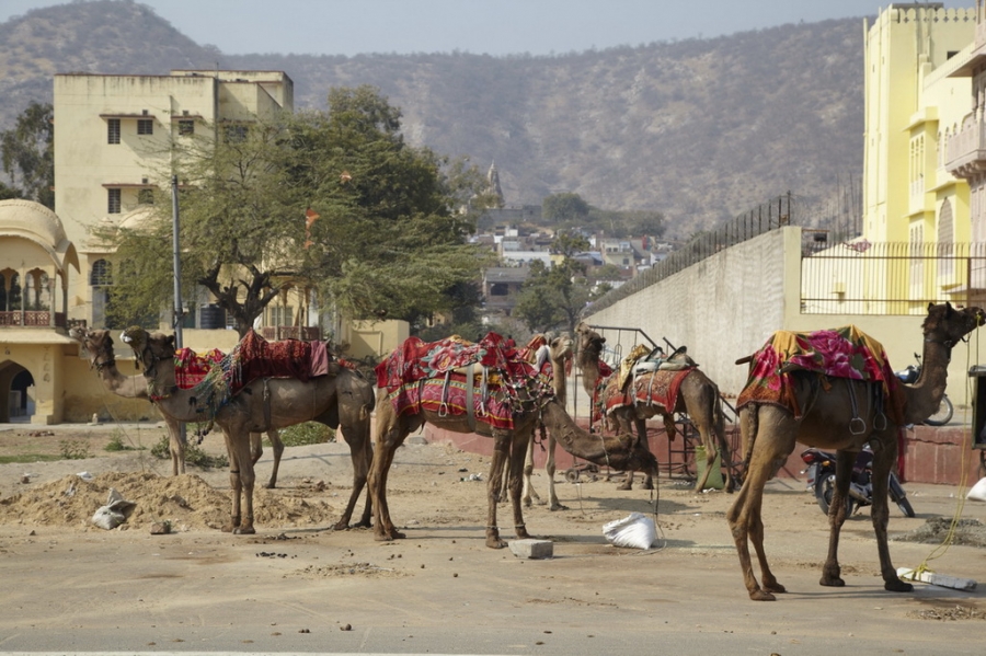 Индия. Там, где нет золотой середины. Индия. Там, где нет золотой середины.