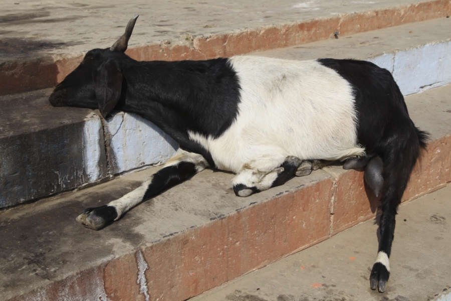 Индия. Там, где нет золотой середины. Индия. Там, где нет золотой середины.