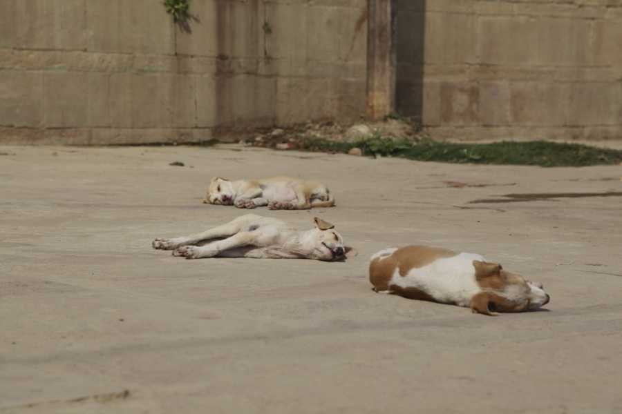 Индия. Там, где нет золотой середины. Индия. Там, где нет золотой середины.