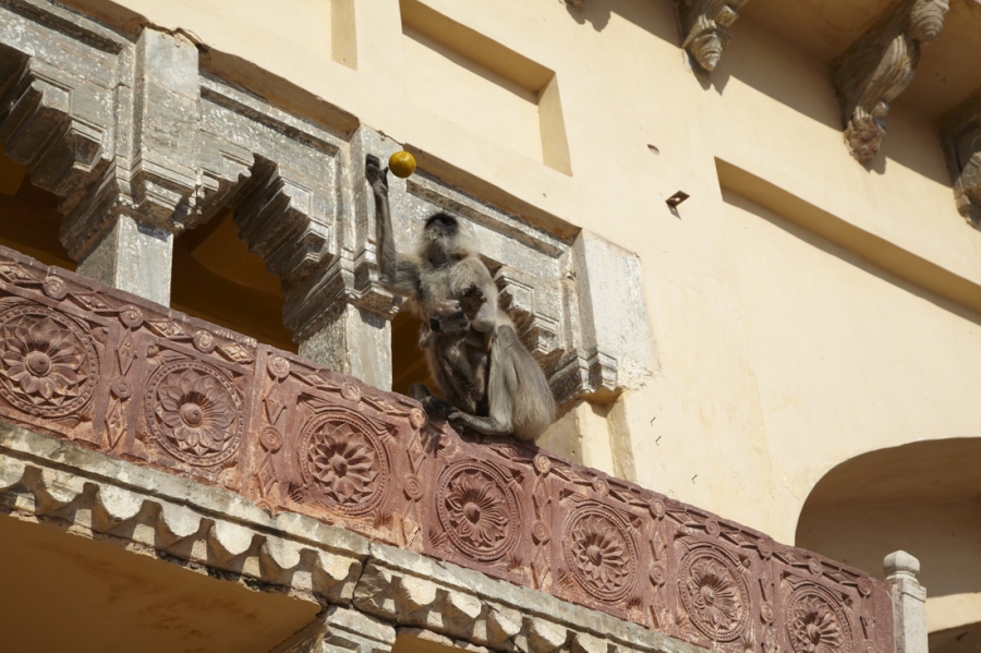 Индия. Там, где нет золотой середины. Индия. Там, где нет золотой середины.