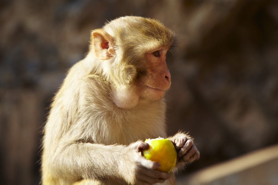 Индия. Там, где нет золотой середины. Индия. Там, где нет золотой середины.