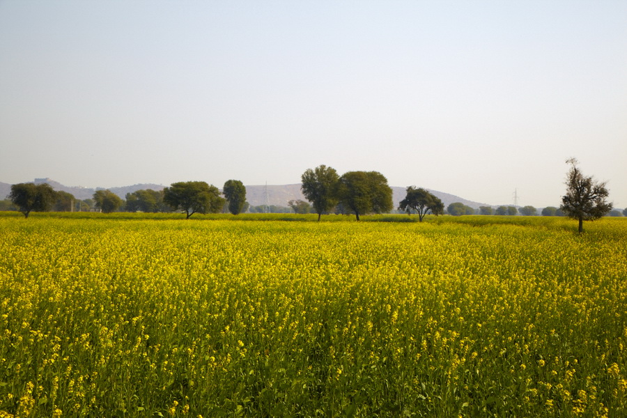 Индия. Там, где нет золотой середины. Индия. Там, где нет золотой середины.