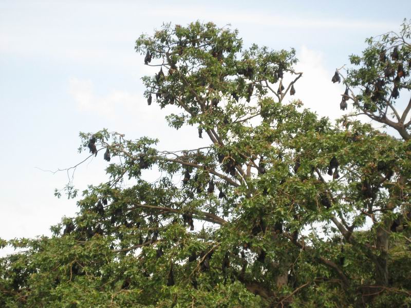 Шри Ланка + Мальдивы. Дорогами Сингальских королей! Траффик!