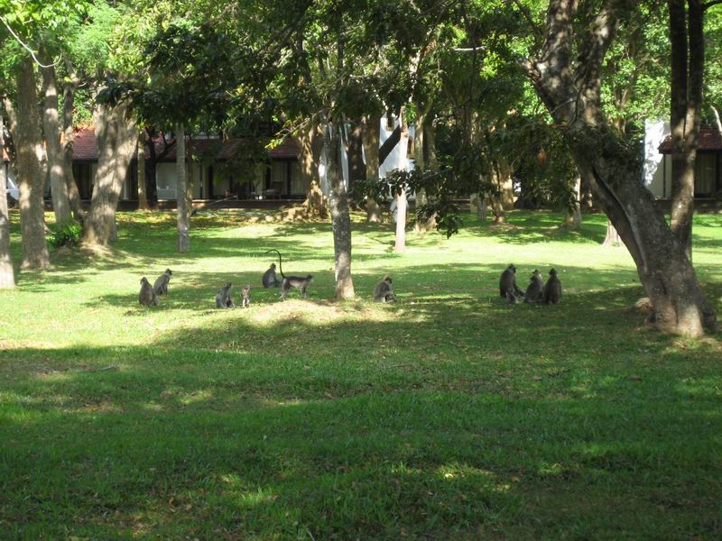 Шри Ланка + Мальдивы. Дорогами Сингальских королей! Траффик!