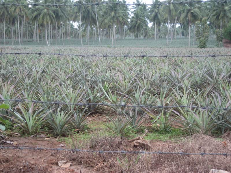 Шри Ланка + Мальдивы. Дорогами Сингальских королей! Траффик!