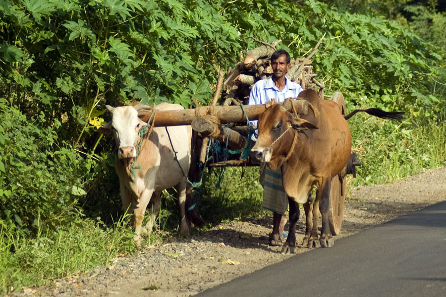 Dont Worry, Be Happy! Шри-Ланка. НГ'09. Фотоотчет. (трафик!)