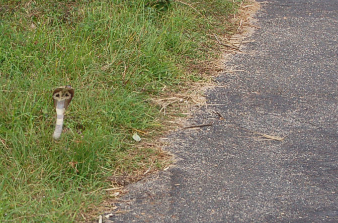 Dont Worry, Be Happy! Шри-Ланка. НГ'09. Фотоотчет. (трафик!)