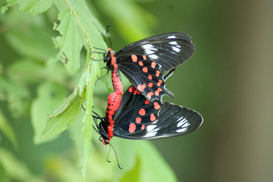 Dont Worry, Be Happy! Шри-Ланка. НГ'09. Фотоотчет. (трафик!)