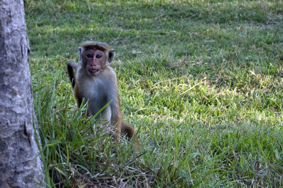 Dont Worry, Be Happy! Шри-Ланка. НГ'09. Фотоотчет. (трафик!)