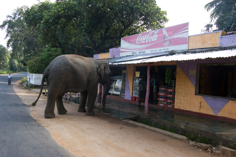 Dont Worry, Be Happy! Шри-Ланка. НГ'09. Фотоотчет. (трафик!)