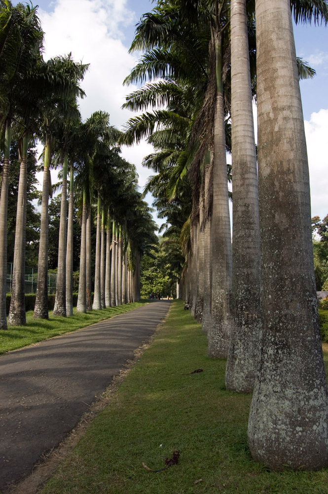 Dont Worry, Be Happy! Шри-Ланка. НГ'09. Фотоотчет. (трафик!)