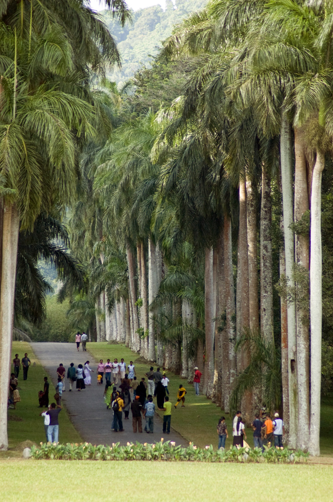 Dont Worry, Be Happy! Шри-Ланка. НГ'09. Фотоотчет. (трафик!)