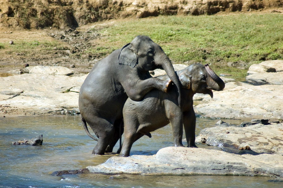 Dont Worry, Be Happy! Шри-Ланка. НГ'09. Фотоотчет. (трафик!)