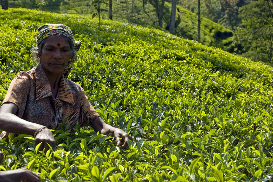 Dont Worry, Be Happy! Шри-Ланка. НГ'09. Фотоотчет. (трафик!)
