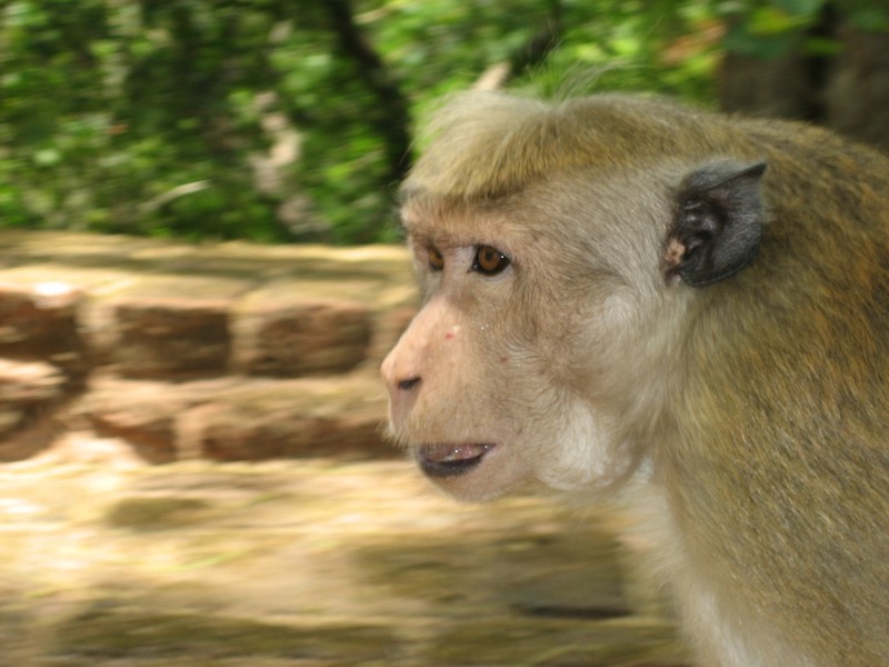 Шри-Ланка (10/07/2008 – 25/07/2008)