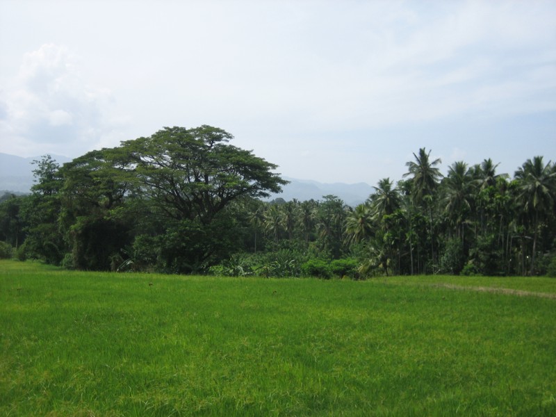 Шри-Ланка (10/07/2008 – 25/07/2008)